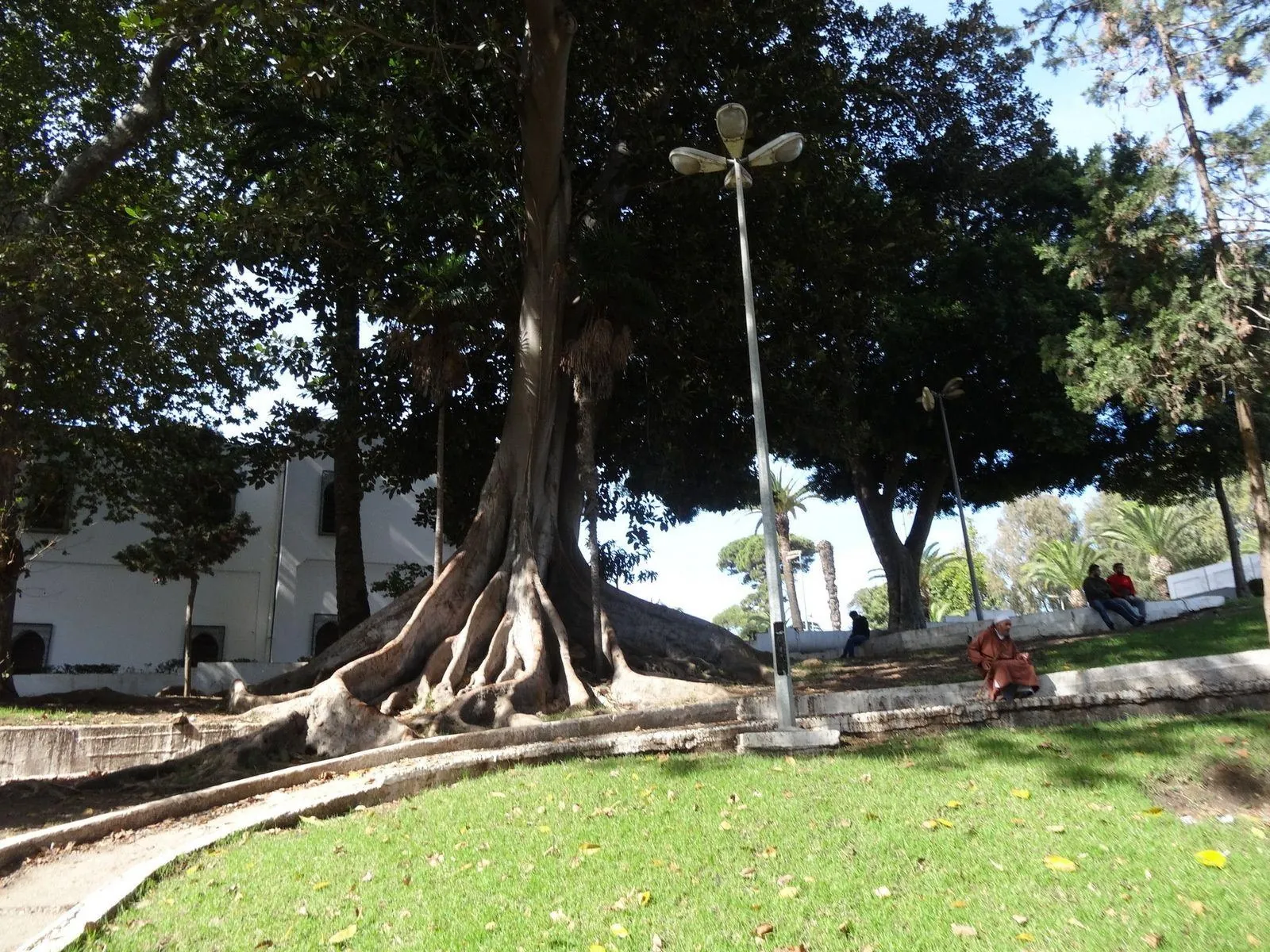 The great banyan tree in the Mendoubia Gardens